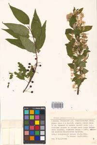 Prunus pensylvanica L. fil., Eastern Europe, Moscow region (E4a) (Russia)