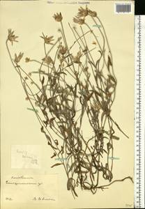 Xeranthemum annuum L., Eastern Europe, South Ukrainian region (E12) (Ukraine)