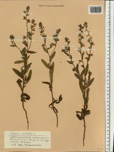 Lycopsis arvensis subsp. orientalis (L.) Kuzn., Eastern Europe, Lower Volga region (E9) (Russia)