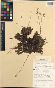 Saxifraga bronchialis subsp. codyana (Zhmylev) W.J. Cody, America (AMER) (Canada)