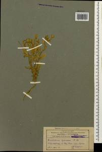 Euclidium syriacum (L.) W. T. Aiton, Caucasus, Azerbaijan (K6) (Azerbaijan)