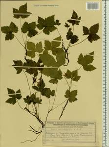 Rubus humulifolius C. A. Mey., Eastern Europe, Central forest region (E5) (Russia)