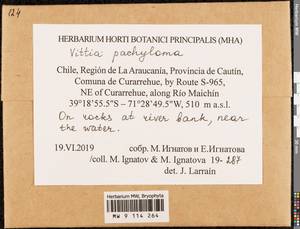 Vittia pachyloma (Mont.) Ochyra, Bryophytes, Bryophytes - America (BAm) (Chile)