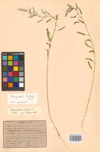 Chenopodium ficifolium Sm., Siberia, Russian Far East (S6) (Russia)