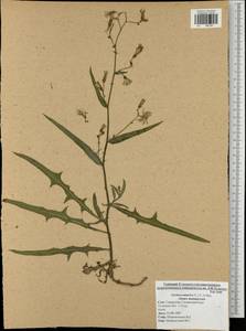 Lactuca tatarica (L.) C. A. Mey., Eastern Europe, Central region (E4) (Russia)