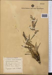 Tragopogon ruber S. G. Gmel., Middle Asia, Pamir & Pamiro-Alai (M2) (Uzbekistan)