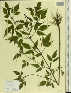 Bidens frondosa L., Eastern Europe, North-Western region (E2) (Russia)