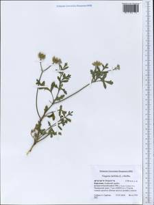 Turgenia latifolia (L.) Hoffm., Middle Asia, Pamir & Pamiro-Alai (M2) (Kyrgyzstan)