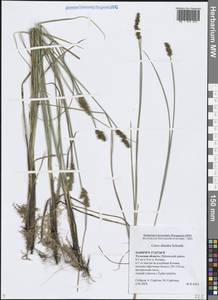 Carex diandra Schrank, Eastern Europe, Central region (E4) (Russia)