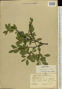 Prunus fruticosa Pall., Eastern Europe, South Ukrainian region (E12) (Ukraine)