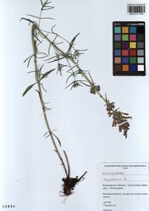 Dracocephalum ruyschiana L., Siberia, Altai & Sayany Mountains (S2) (Russia)