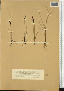 Carex subspathacea Wormsk. ex Hornem., Western Europe (EUR) (Norway)