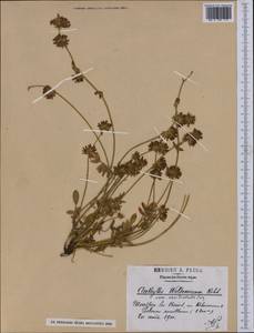 Anthyllis vulneraria subsp. weldeniana (Rchb.)Cullen, Western Europe (EUR) (France)