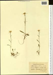 Tephroseris subfrigida (Kom.) Holub, Siberia, Chukotka & Kamchatka (S7) (Russia)