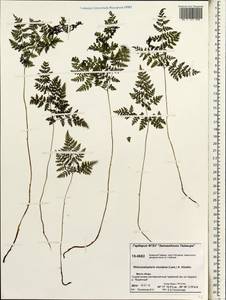 Cystopteris montana (Lam.) Desv., Siberia, Central Siberia (S3) (Russia)
