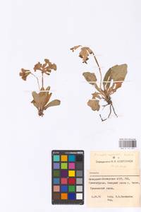 Primula ruprechtii Kusnezowa ex Lipsky, Caucasus, Stavropol Krai, Karachay-Cherkessia & Kabardino-Balkaria (K1b) (Russia)