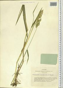 Phalaris arundinacea L., Siberia, Altai & Sayany Mountains (S2) (Russia)