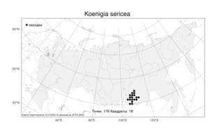 Koenigia sericea (Pall.), Atlas of the Russian Flora (FLORUS) (Russia)