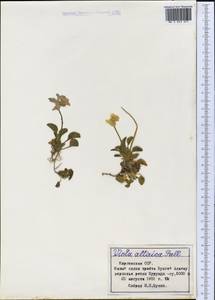 Viola altaica Ker Gawl., Middle Asia, Northern & Central Tian Shan (M4) (Kyrgyzstan)