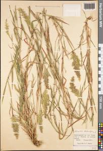 Agrostis stolonifera L., Caucasus, Black Sea Shore (from Novorossiysk to Adler) (K3) (Russia)
