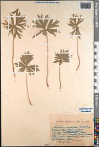 Pulsatilla, Siberia, Baikal & Transbaikal region (S4) (Russia)