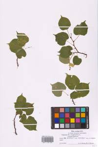 Tilia cordata Mill., Eastern Europe, North-Western region (E2) (Russia)