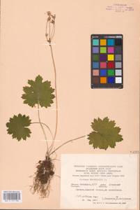 Primula matthioli subsp. matthioli, Eastern Europe, Eastern region (E10) (Russia)