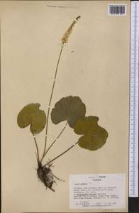 Galax urceolata (Poir.) Brummitt, America (AMER) (United States)