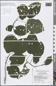 Actinidia kolomikta (Maxim. & Rupr.) Maxim., Siberia, Russian Far East (S6) (Russia)