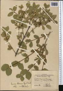 Lonicera altmannii Regel & Schmalh., Middle Asia, Western Tian Shan & Karatau (M3) (Uzbekistan)