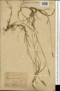 Elymus repens (L.) Gould, Caucasus, Dagestan (K2) (Russia)
