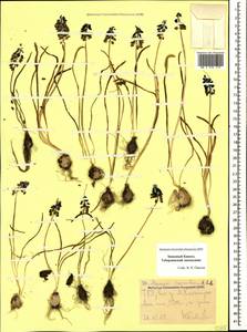 Muscari coeruleum Losinsk., Caucasus, Stavropol Krai, Karachay-Cherkessia & Kabardino-Balkaria (K1b) (Russia)