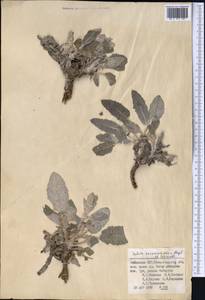 Salvia seravschanica Regel & Schmalh., Middle Asia, Pamir & Pamiro-Alai (M2) (Uzbekistan)
