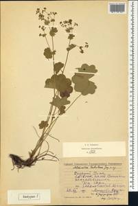 Alchemilla tubulosa Juz., Eastern Europe, Eastern region (E10) (Russia)