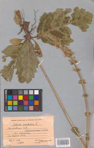 MHA 0 156 100, Salvia austriaca Jacq., Eastern Europe, Moldova (E13a) (Moldova)
