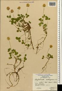 Trifolium ambiguum M.Bieb., Caucasus, South Ossetia (K4b) (South Ossetia)