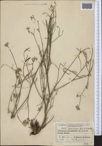 Seseli tenuisectum Regel & Schmalh., Middle Asia, Western Tian Shan & Karatau (M3) (Uzbekistan)