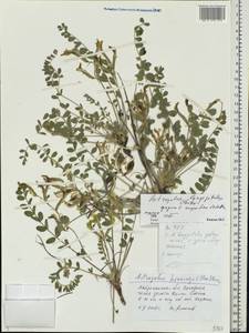 Astragalus buchtormensis Pall., Eastern Europe, Lower Volga region (E9) (Russia)