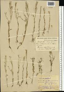 Cardamine parviflora L., Eastern Europe, Central region (E4) (Russia)