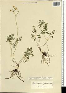 Thalictrum petaloideum L., Mongolia (MONG) (Mongolia)