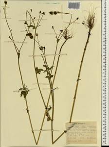 Bidens pilosa L., Africa (AFR) (Ethiopia)