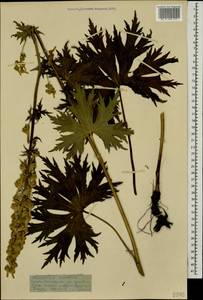 Aconitum orientale Mill., Caucasus, Stavropol Krai, Karachay-Cherkessia & Kabardino-Balkaria (K1b) (Russia)