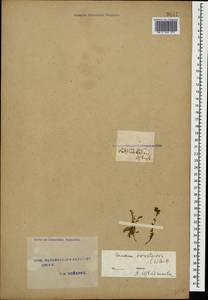 Dichodon cerastoides (L.) Rchb., South Asia, South Asia (Asia outside ex-Soviet states and Mongolia) (ASIA) (Iran)
