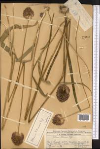 Allium fetisowii Regel, Middle Asia, Northern & Central Tian Shan (M4) (Kazakhstan)