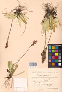Primula farinosa L., Siberia, Russian Far East (S6) (Russia)
