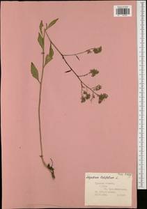 Lepidium latifolium L., Eastern Europe, Central region (E4) (Russia)