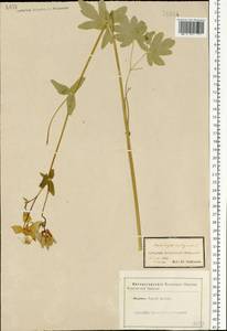 Aquilegia vulgaris L., Eastern Europe, Central forest-and-steppe region (E6) (Russia)