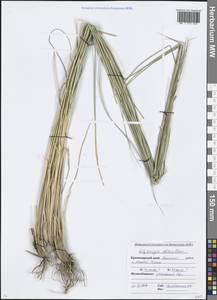 Thinopyrum elongatum (Host) D.R.Dewey, Caucasus, Krasnodar Krai & Adygea (K1a) (Russia)