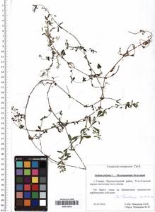 Galium palustre L., Eastern Europe, Middle Volga region (E8) (Russia)