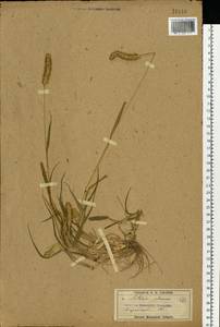 Setaria pumila (Poir.) Roem. & Schult., Eastern Europe, Moscow region (E4a) (Russia)